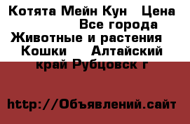 Котята Мейн Кун › Цена ­ 15 000 - Все города Животные и растения » Кошки   . Алтайский край,Рубцовск г.